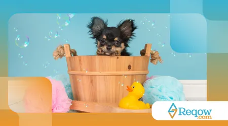 primeiro banho em pet shop