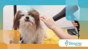 Como preparar o cão para o primeiro banho em pet shop