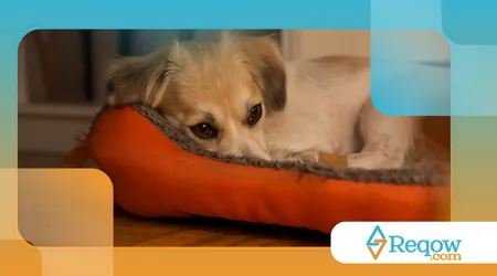 reconhecer quando o cão está mentalmente esgotado