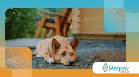 reconhecer quando o cão está mentalmente esgotado