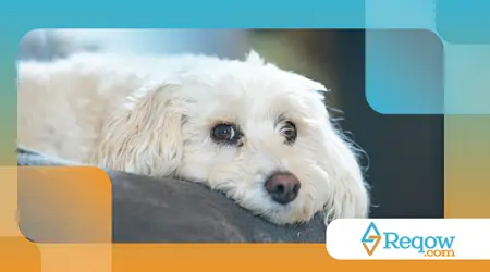 excesso de poeira dentro de casa