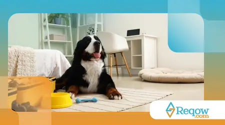 excesso de poeira dentro de casa