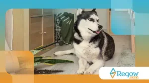 Como proteger o cão do excesso de poeira dentro de casa