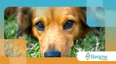 medo de aspirador de pó