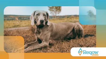 especificamente para caçar