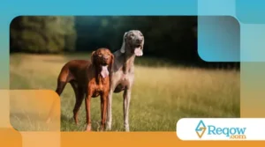 especificamente para caçar