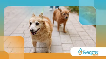 cães que insistem em lamber as pessoas