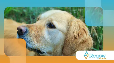 cães se orientam por cheiros a longas distâncias