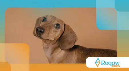 cães se orientam por cheiros a longas distâncias