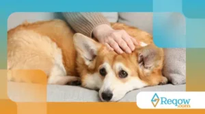 cão está emocionalmente sobrecarregado