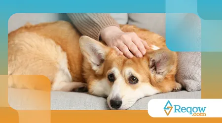 cão está emocionalmente sobrecarregado