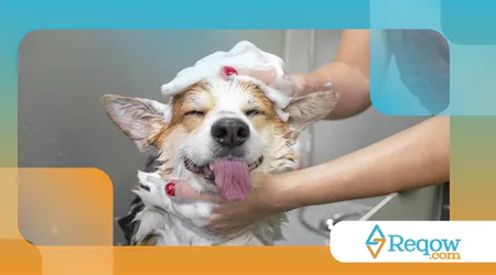 cuidado para cães que passam muito tempo sozinhos