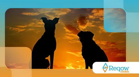 ensinar o cão a responder ao nome rapidamente