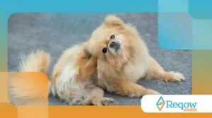 ensinar o cão a responder ao nome rapidamente