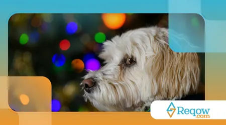 evitarem estresse canino em períodos festivos