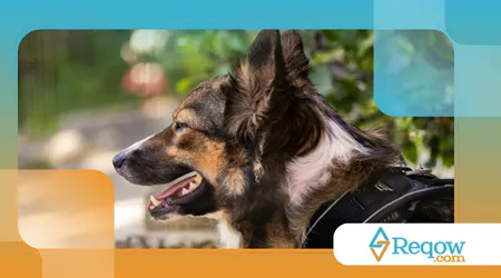 sensores e wearables