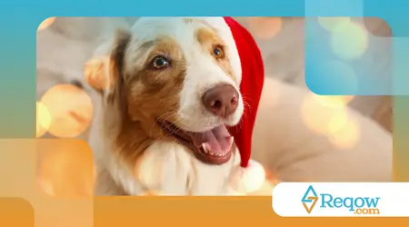 Cães que ficam mais sensíveis em épocas festivas