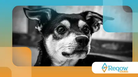 Cães que ficam mais sensíveis em épocas festivas