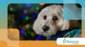 Cães que ficam mais sensíveis em épocas festivas