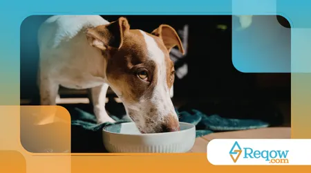 ensinar o cão a parar de implorar por comida