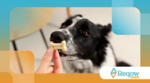 ensinar o cão a parar de implorar por comida