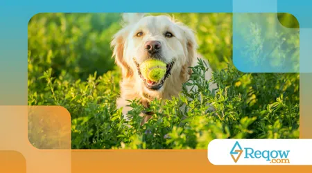 Ensinar o cão a pegar objetos apenas quando autorizado