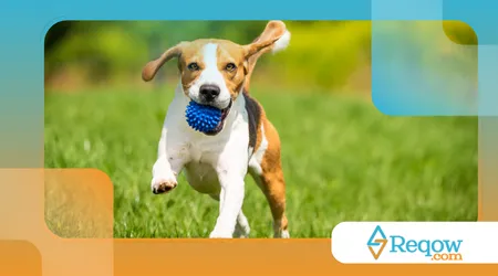 Ensinar o cão a pegar objetos apenas quando autorizado