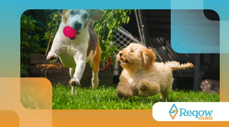 Ensinar o cão a pegar objetos apenas quando autorizado