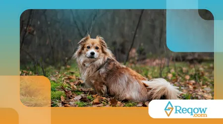 Evitar nós em pelos longos