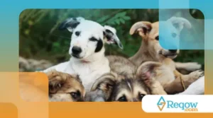 Evitar odores no cantinho do pet