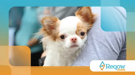 eles escolhem um tutor favorito