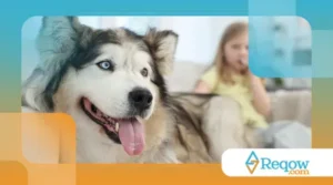 Motivo de seguirem você pela casa