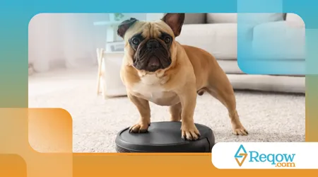 Raças de cães que não suportam ficar sozinhas