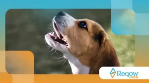 Raças que parecem filhotes a vida toda