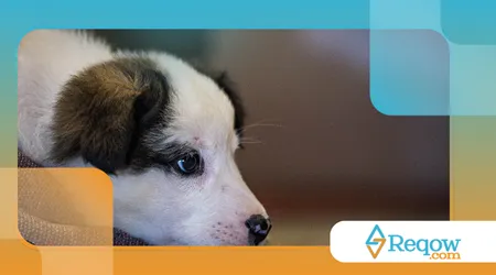 Raças que parecem filhotes a vida toda