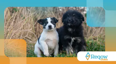 Raças que parecem filhotes a vida toda