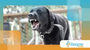 cães que latem para o próprio reflexo