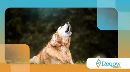 cães que latem para o próprio reflexo