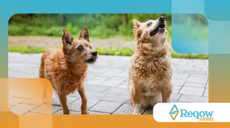 cães que latem para o próprio reflexo