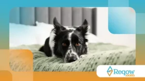 Criarem rotina previsível ao pet