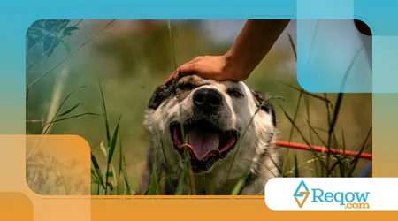 Criarem rotina previsível ao pet