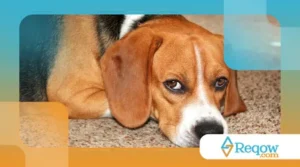 Limpar olhos e focinho corretamente