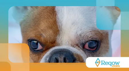 Limpar olhos e focinho corretamente