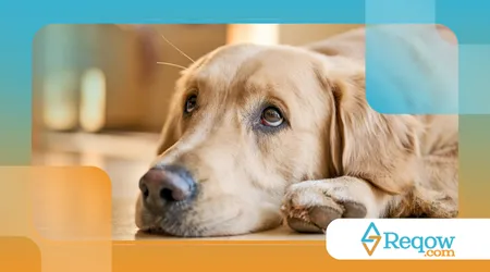 Limpar olhos e focinho corretamente