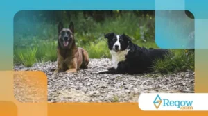 sinais de desconforto em cães mais reservados