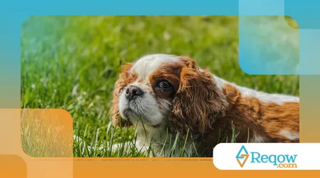 Sinais de desconforto em cães mais reservados