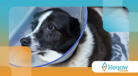 Sinais de desconforto em cães mais reservados