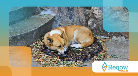 Cães superprotetores