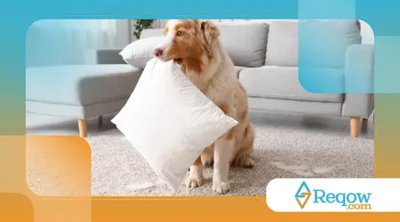 Cães superprotetores