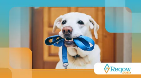 Criar um cão obediente sem usar punições físicas